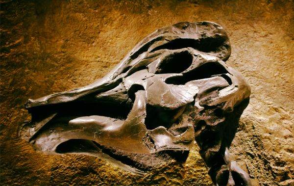 Ştiinţă: Fosile vechi de 567 de milioane de ani schimbă perspectiva asupra evoluţiei